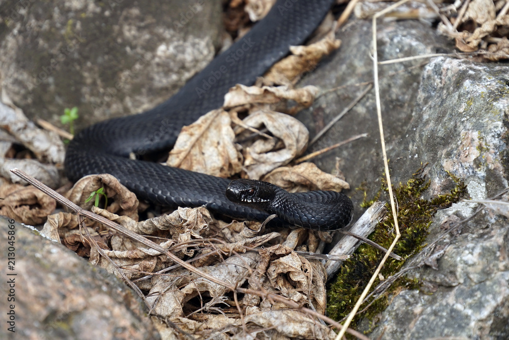 Fototapeta premium viper