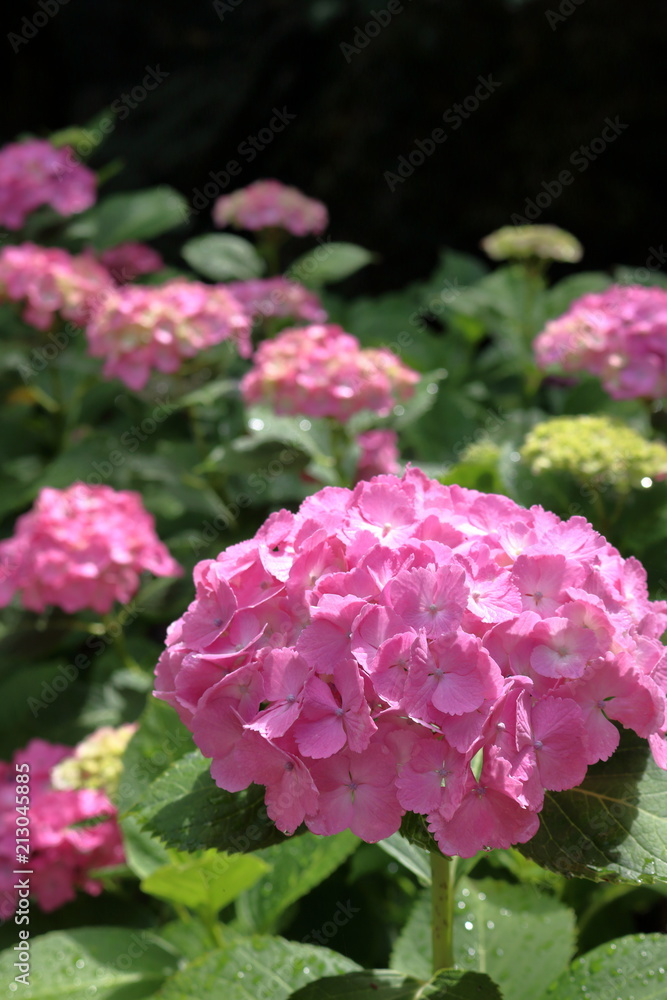 梅雨の晴れ間　紫陽花	