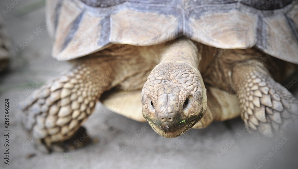 Giant turtles, dipsochelys gigantea in island Mauritius , Close up Giant turtles, dipsochelys gigantea in island Mauritius , Close up