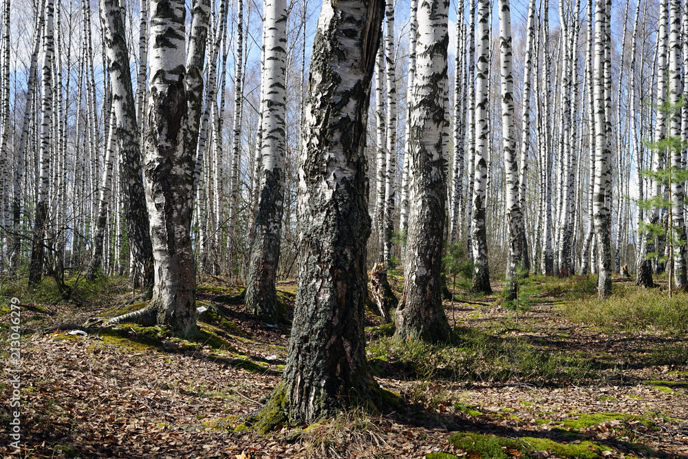 Obraz premium forest