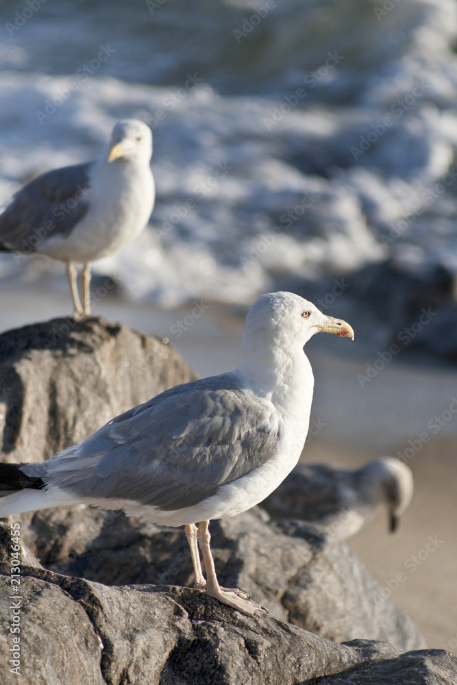 Save Download Preview Closeup of a seagull with blurred seagulls in the background Save Download Preview Closeup of a seagull with blurred seagulls in the background