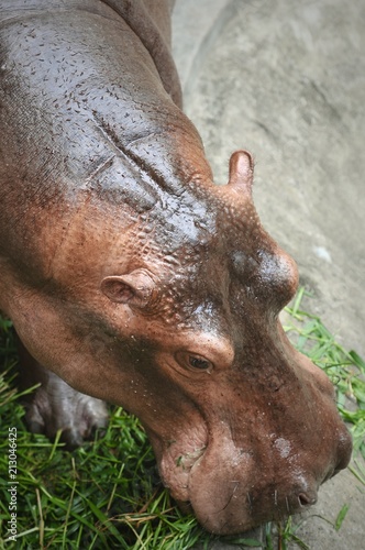 The common hippopotamus (Hippopotamus amphibius), hippo portrait photography concept.