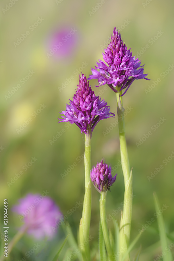 Obraz premium Anacamptis pyramidalis