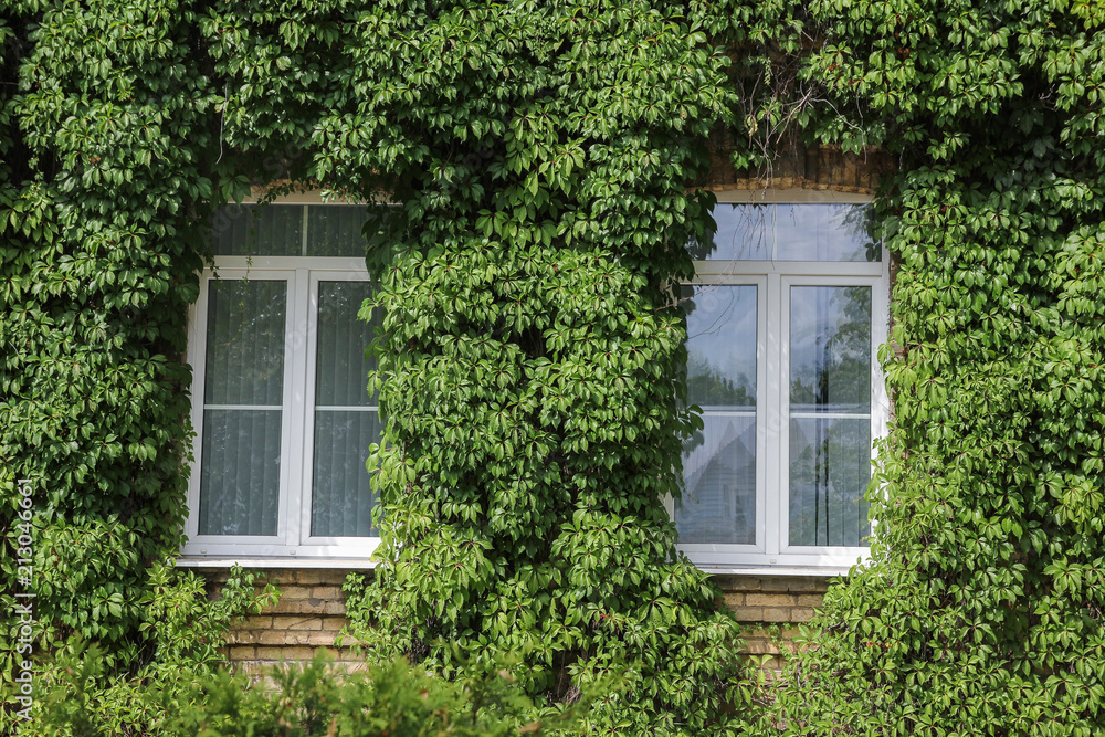 plant ivy curling on the wall of a house with windows. gardening of the city. plant ivy curling on the wall of a house with windows. gardening of the city.