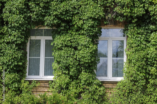 plant ivy curling on the wall of a house with windows. gardening of the city.