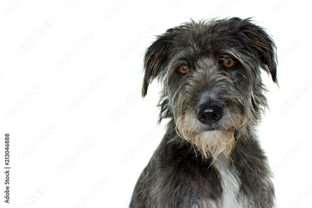 PORTRAIT OF A BLACK MIXED BREED DOG WITH SERIOUS EXPRESSION ISOLATED AGAINST WHITE BACKGROUND. STUDIO SHOT