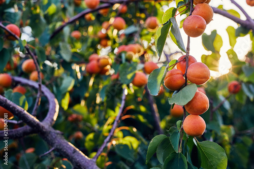 Apricot tree with many ripe apricots