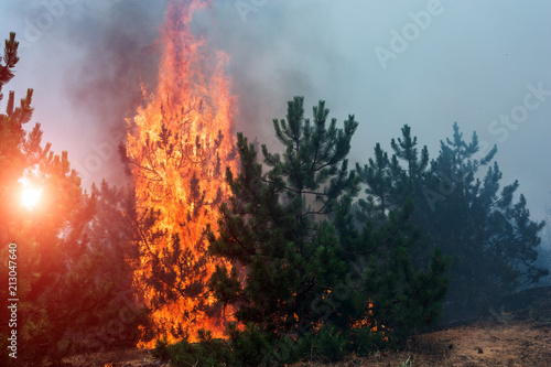 fire. wildfire at sunset, burning pine forest in the smoke and flames. © yelantsevv