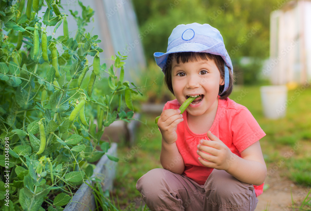 Little girl sitting eating fresh green peas on the garden in the garden.  Useful baby food. Organic natural products. Children's vacation in the  village. Photos | Adobe Stock