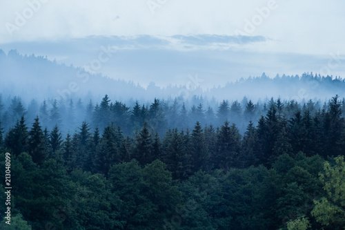Beautiful foggy forest in the heart of Czech republic