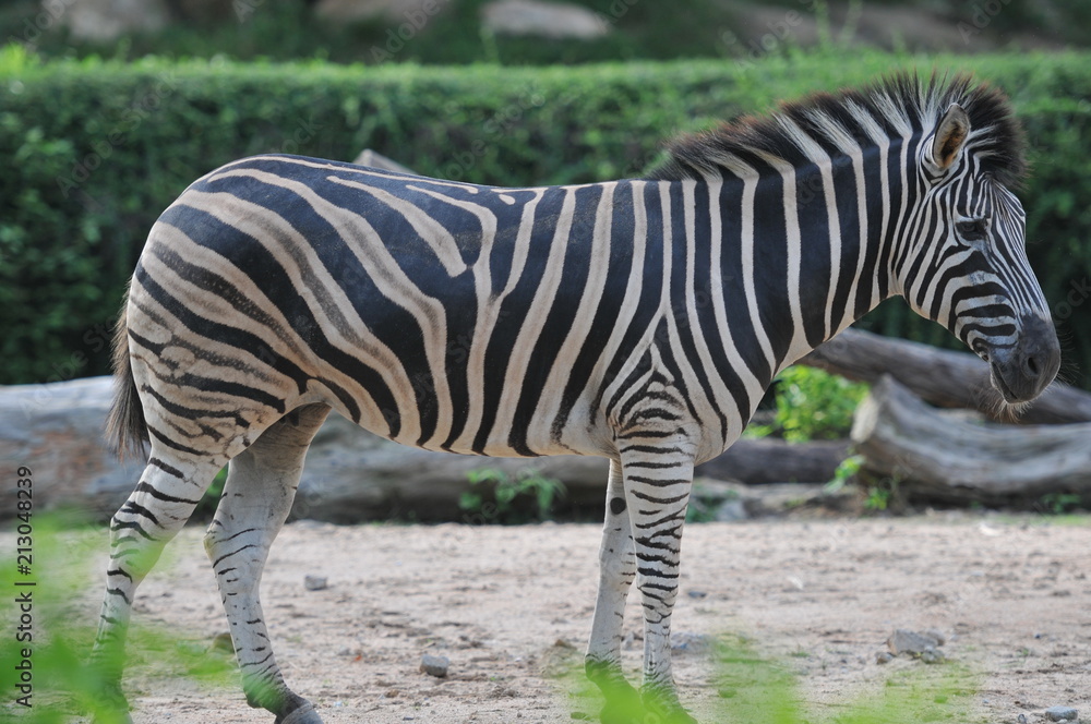 Closeup behind of Zebra in Khoakeaw Zoo Thailand Closeup behind of Zebra in Khoakeaw Zoo Thailand
