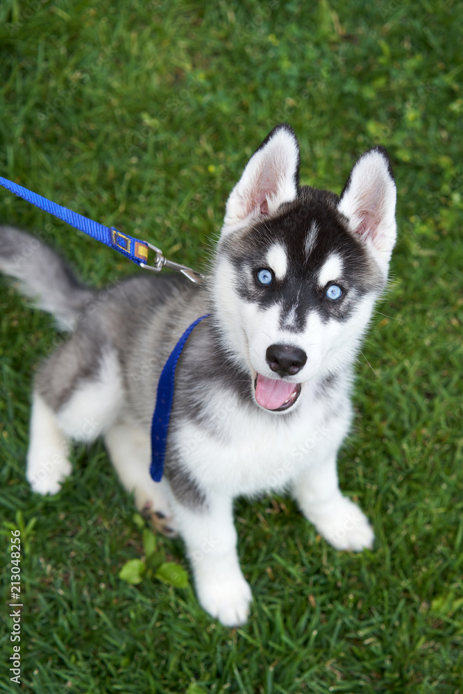 Puppy Siberian husky black and white with blue eyes outdoors on green field