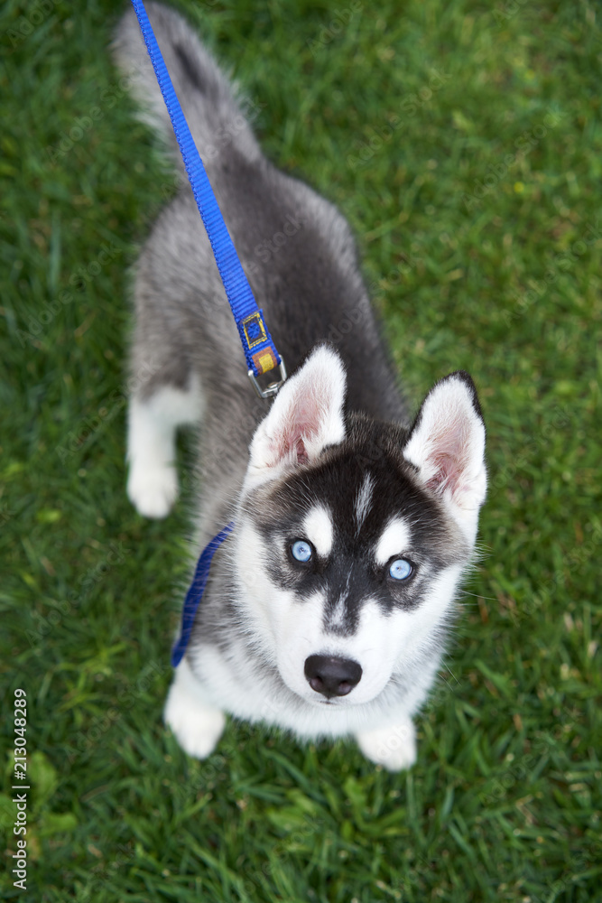 Puppy Siberian husky black and white with blue eyes outdoors on green field