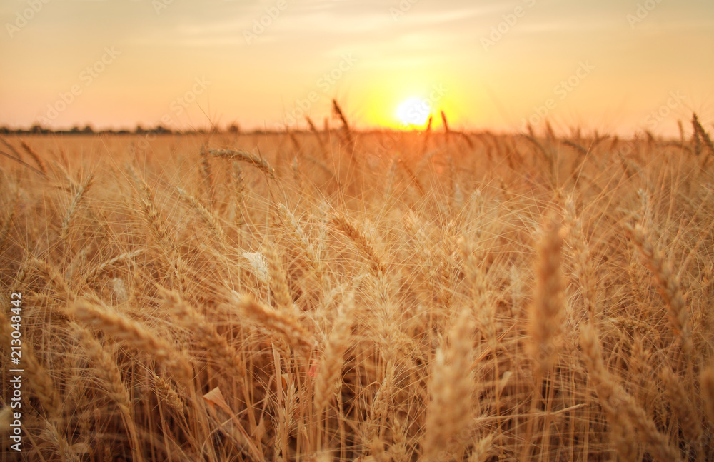 Fototapeta premium Wheat field ripe grains and stems on background of sunset sky