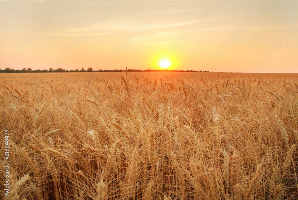 Wheat field ripe grains and stems on background of sunset sky