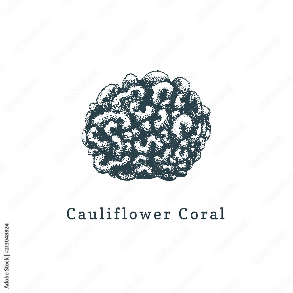 Cauliflower coral vector illustration.Drawing of sea polyp on white