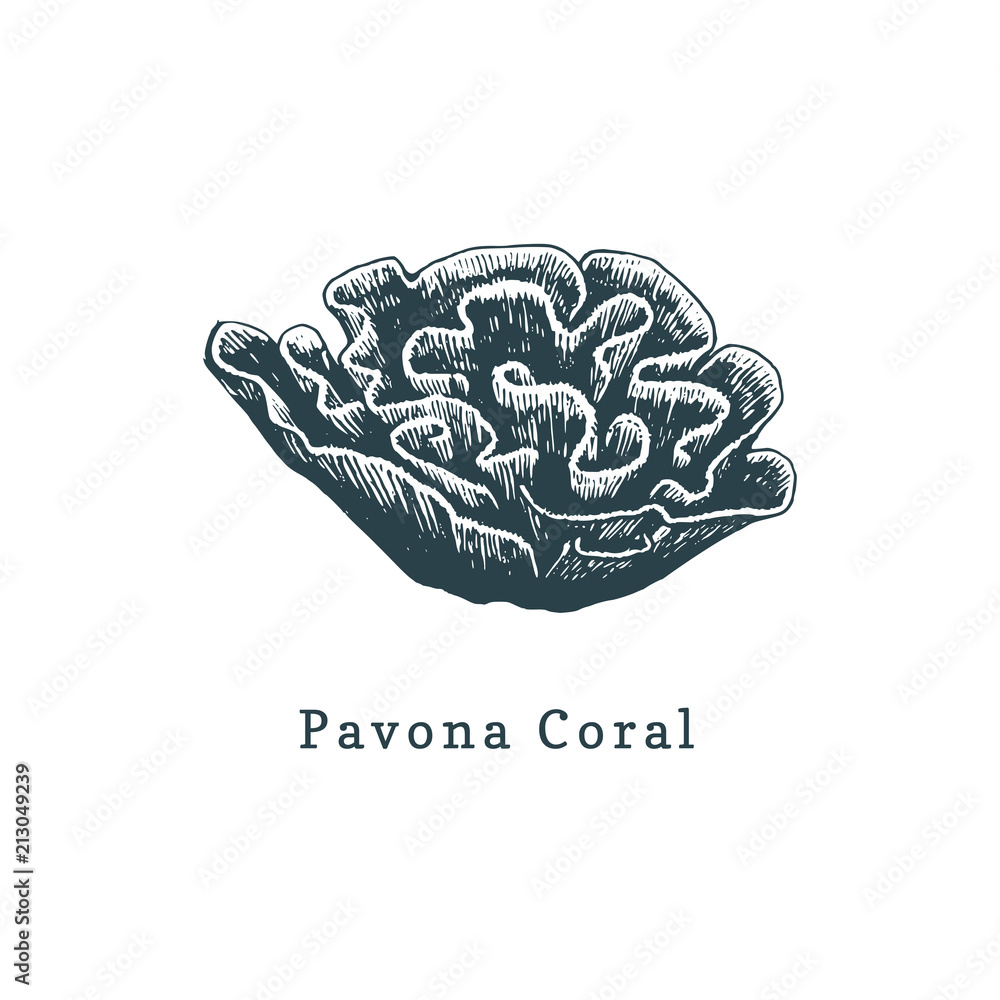 Pavona coral vector illustration.Drawing of sea polyp on white background.