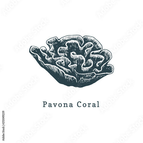 Pavona coral vector illustration.Drawing of sea polyp on white background.