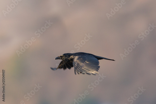 flying carrion crow (corvus corone)  spread wings © Pascal Halder