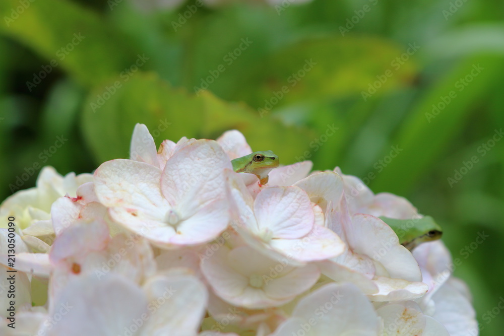 Obraz premium 紫陽花上のカエル