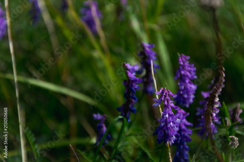 purple flowers on the background of green leaves and herbs