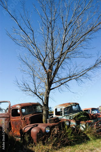 Tree growing from vintage car standing on wreckage junk yard, Oklahoma