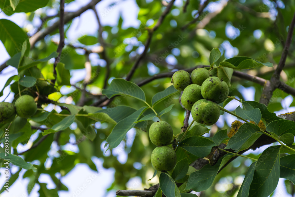 not ripe green nuts growing on a tree