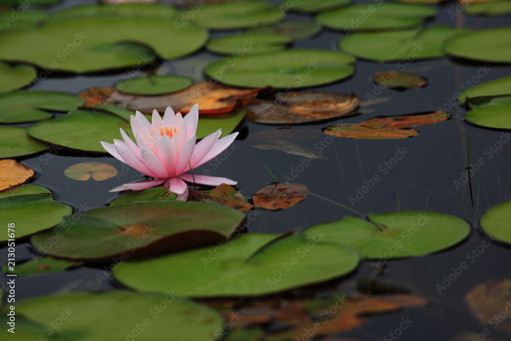 志賀高原　蓮池のヒツジグサ