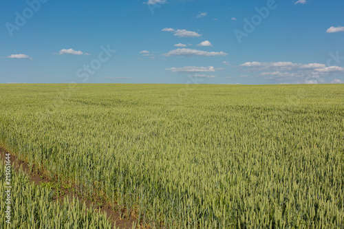 Green field of wheat in spring