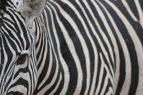 Ansichten eines Zebras