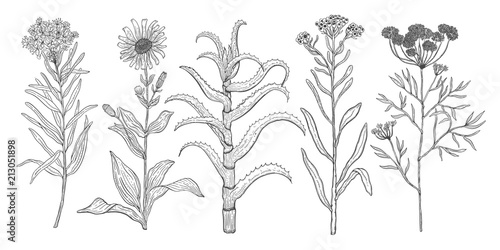 Vector background set with drawing wild plants, herbs and flowers, monochrome botanical illustration in vintage style, natural floral template.