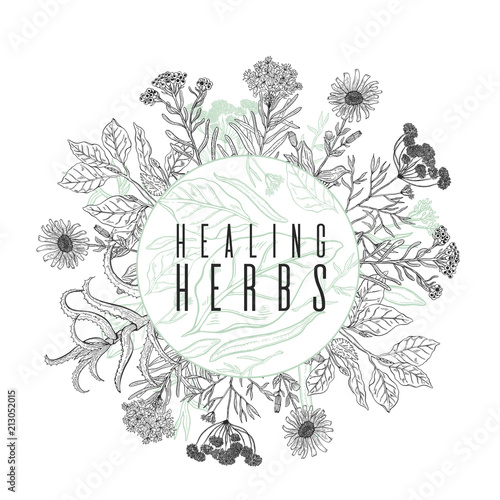 Vector background frame with drawing wild plants, herbs and flowers, monochrome botanical illustration in vintage style, natural floral template.