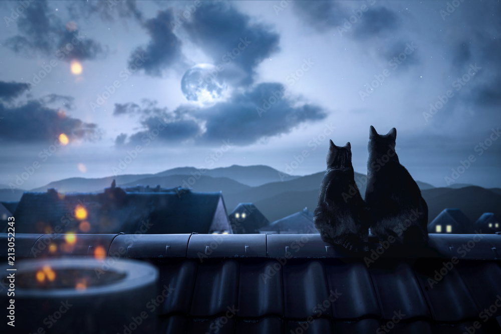 Fototapeta premium Koty siedzą w nocy na dachu