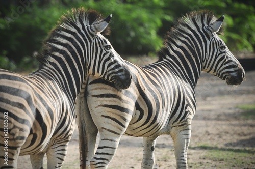 Closeup behind of Zebra in Khoakeaw Zoo Thailand
