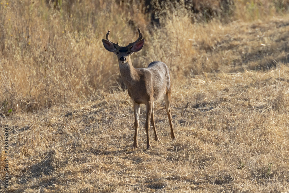Deer at dusk in California hills