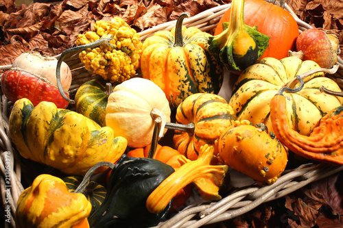 Quadro su tela Courges, coloquintes, cucurbitacées.