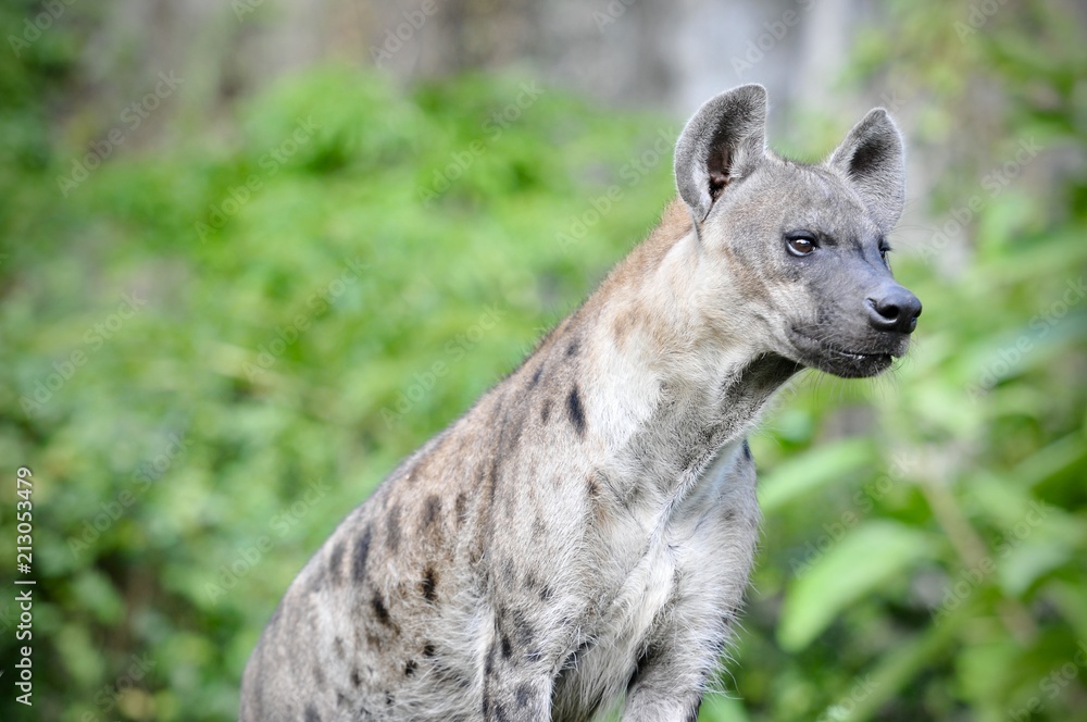 Spotted hyena (Crocuta crocuta), also known as the laughing hyena close