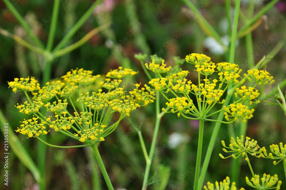 umbels of flowering fennel