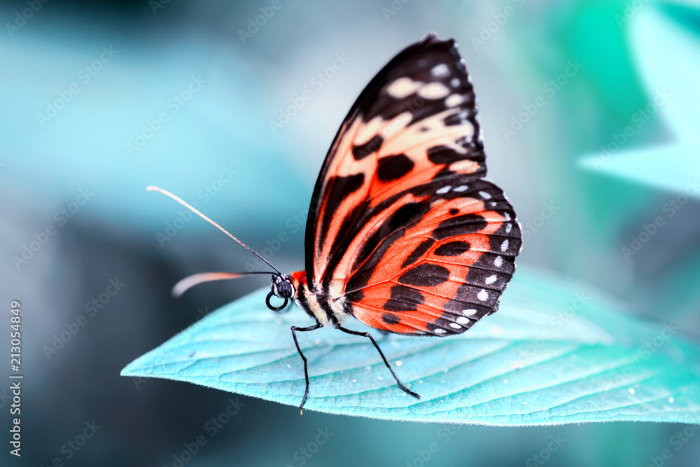 Obraz premium Closeup beautiful butterfly & flower in the garden.