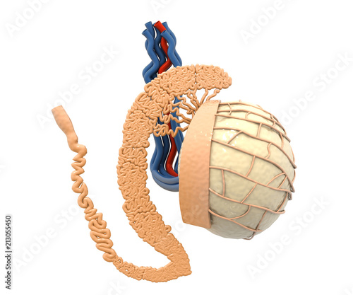 Anatomy of testicle photo