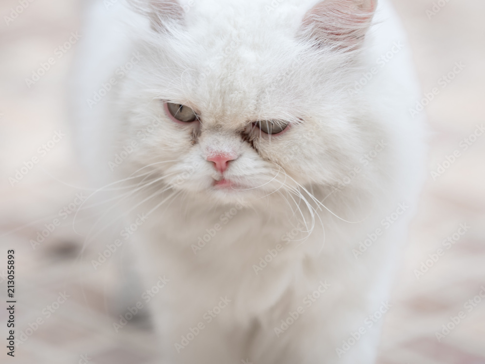 animal pet and hobby concept from close up face of white persian cat with yellow eye walk and enjoy in garden with soft focus background