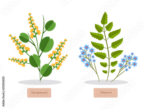 Sandalwood and Olibanum Poster Vector Illustration