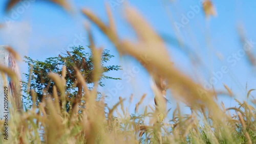 SLOWMO low angle, man with hair blowing in wind seen through field of golden wheat. Willemstad, Curacao. photo