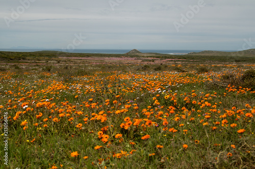 Yellow flower field - West Coast National Park, South Africa