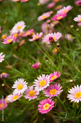 Daisies - wildflowers - South Africa