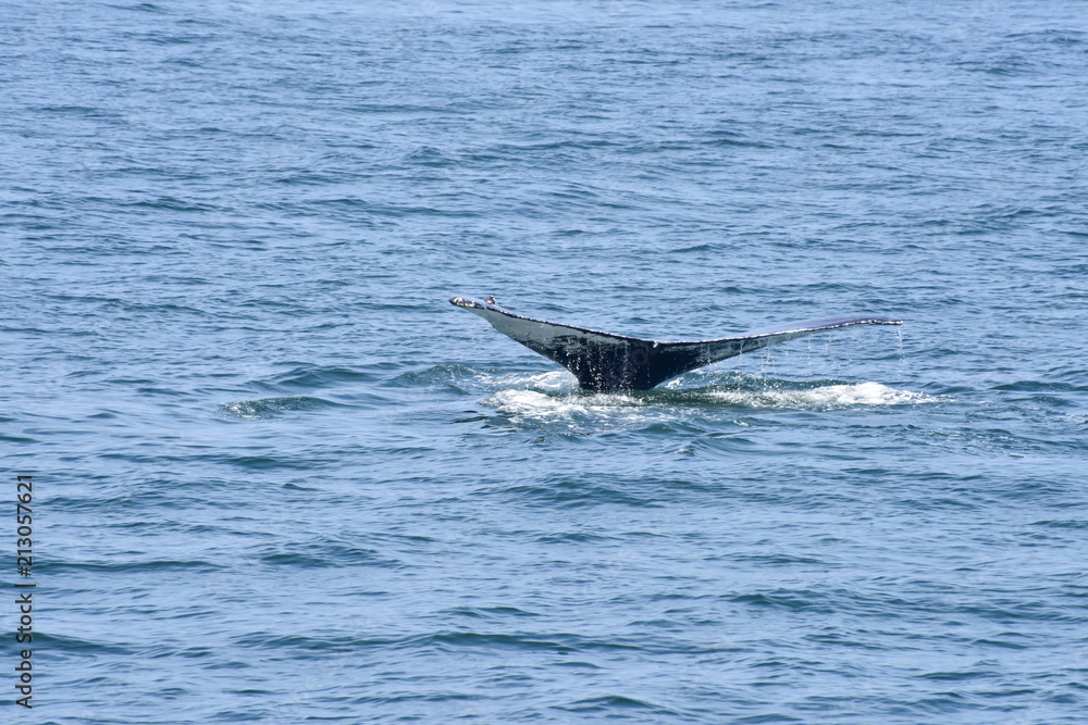 Naklejka premium Humpback Whale Surfacing off New England Coast