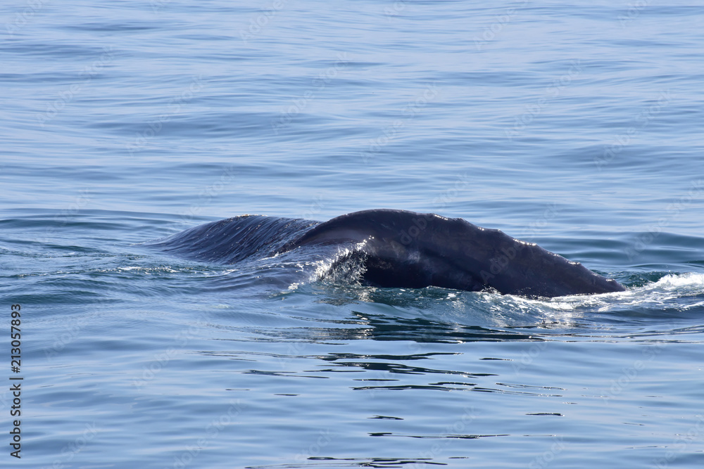 Humpback Whale Surfacing off New England Coast Humpback Whale Surfacing off New England Coast