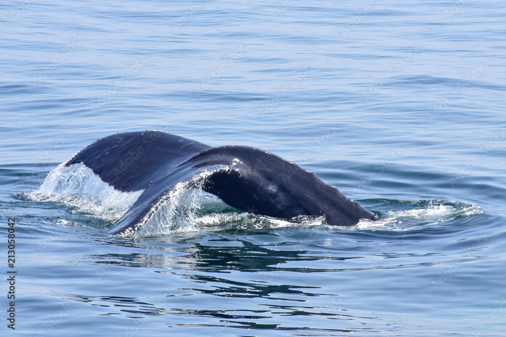 Fototapeta premium Humpback Whale Surfacing off New England Coast