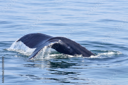 Humpback Whale Surfacing off New England Coast © BradleyWarren