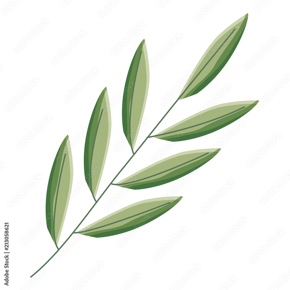 branch foliage leaves natural botanical